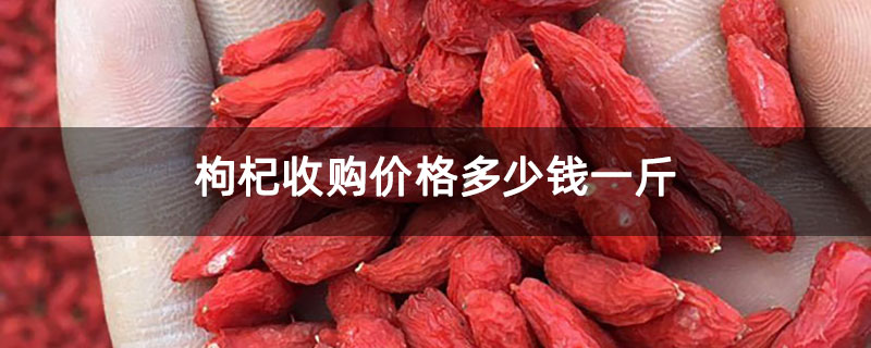 枸杞收购价格多少钱一斤