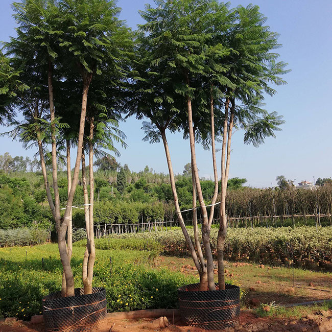 蓝花楹多少钱一棵?2020年蓝花楹价格最新行情预测 蓝花楹多少钱一棵?2020年蓝花楹价格最新行情预测