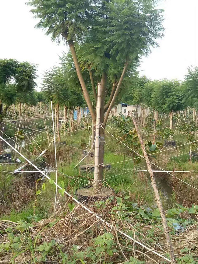 蓝花楹多少钱一棵?2020年蓝花楹价格最新行情预测 蓝花楹多少钱一棵?2020年蓝花楹价格最新行情预测