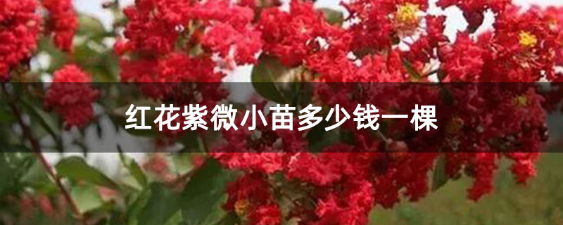 红花紫微小苗多少钱一棵 红花紫微小苗多少钱一棵