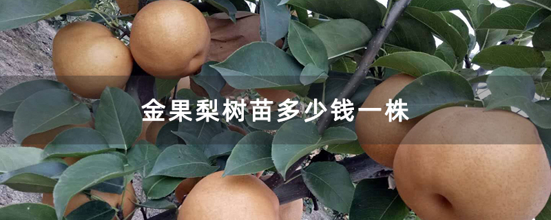 金果梨树苗多少钱一株 金果梨树苗多少钱一株
