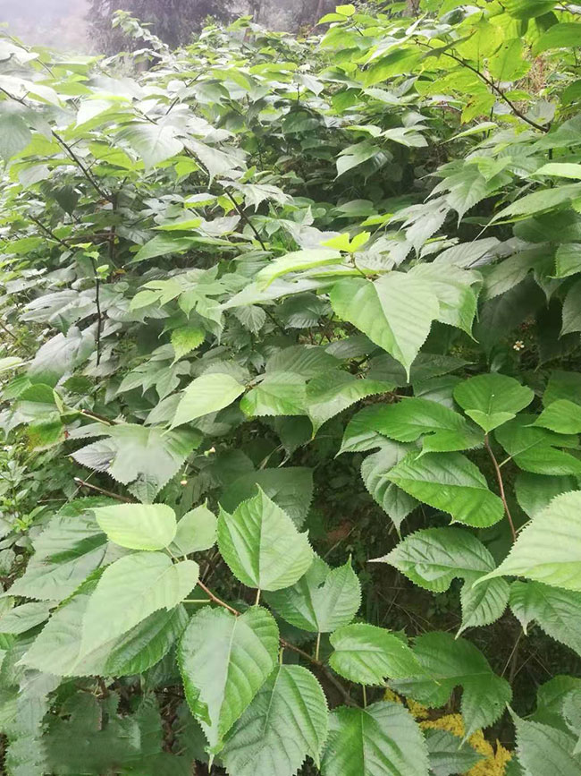 杂交构树苗 杂交构树苗