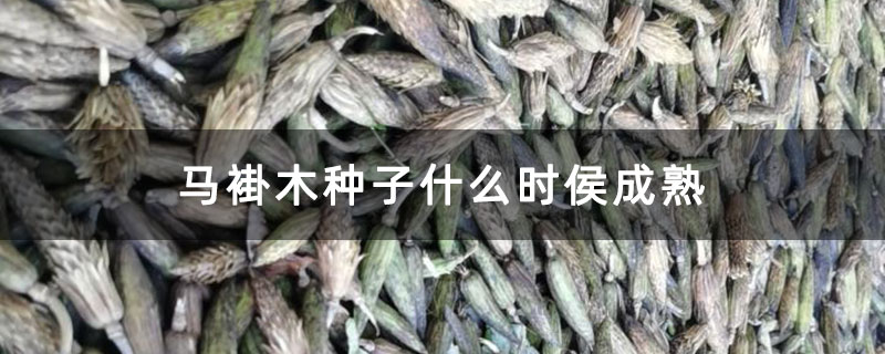 马褂木种子什么时侯成熟 马褂木种子什么时侯成熟