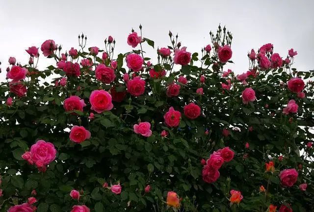 1673162522599247.jpg 微信图片_20221126211553.jpg
