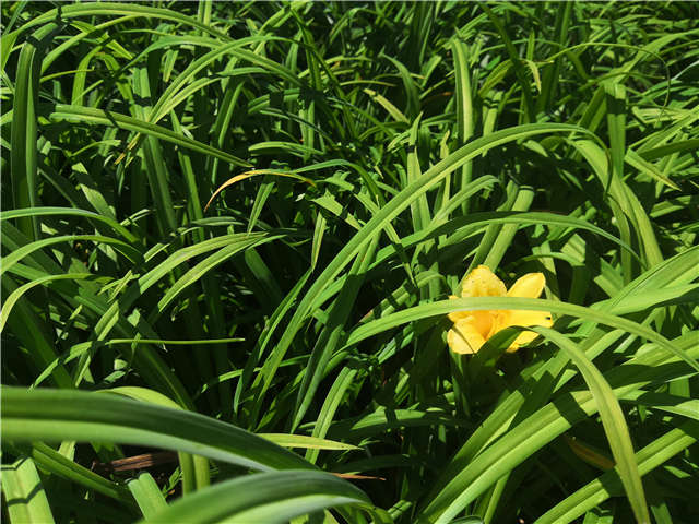 沭阳长景园林金娃娃萱草种植基地实拍图片 沭阳长景园林金娃娃萱草种植基地实拍图片