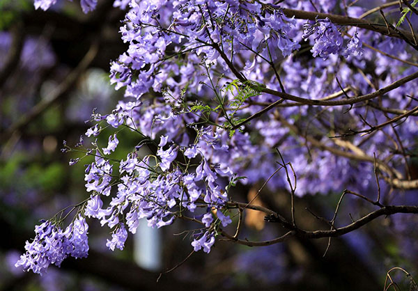 蓝花楹 蓝花楹