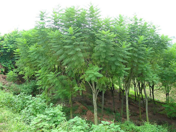 蓝花楹苗木 蓝花楹苗木