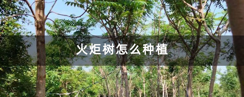 火炬树怎么种植
