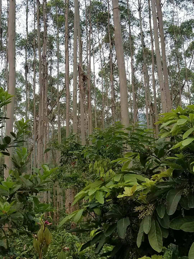 桉树 桉树