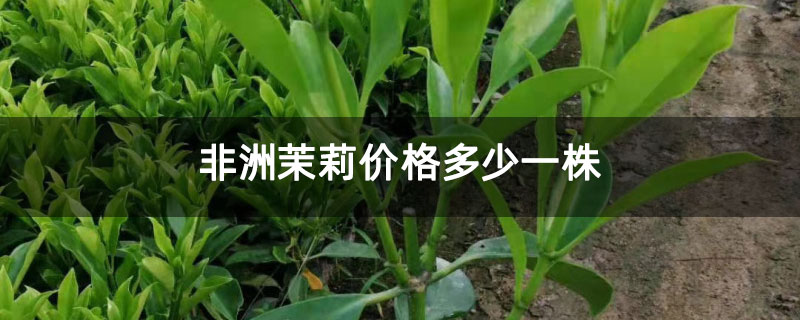 非洲茉莉价格多少一株