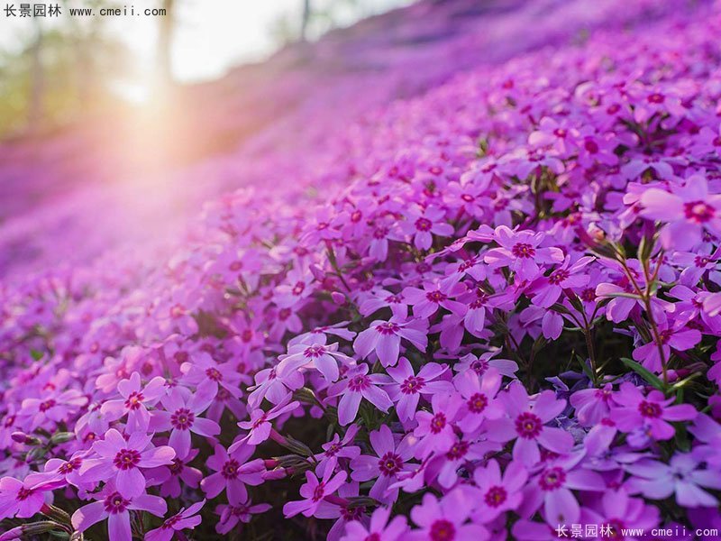 芝樱花海