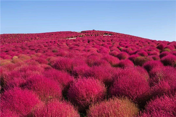 红地肤基地实拍图片