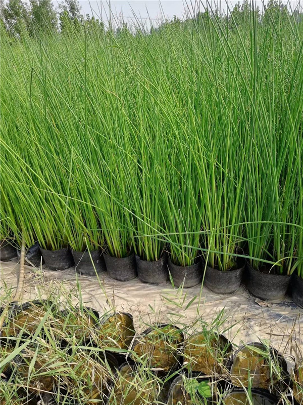 水葱水生植物基地实拍图