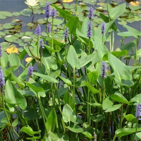 梭鱼草水生植物实拍