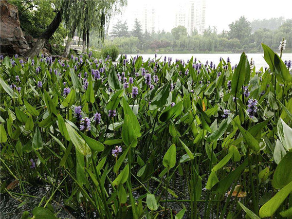 梭鱼草水生植物实拍