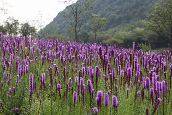 蛇鞭菊基地实拍图片