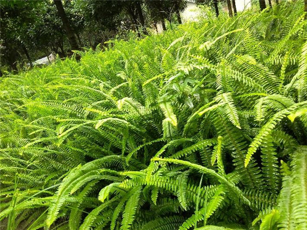 肾蕨基地实拍图片