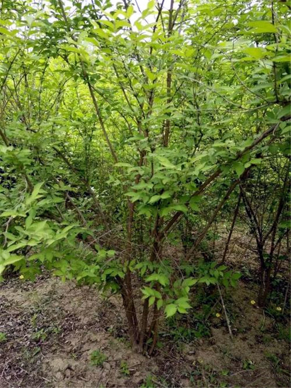 金银木-新闻中心-长景园林网