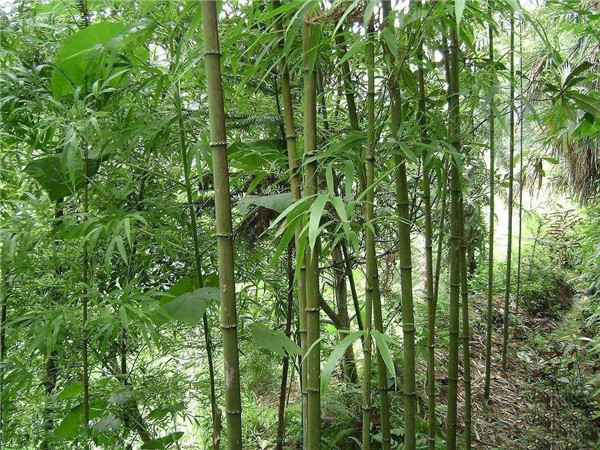 方竹基地实拍图