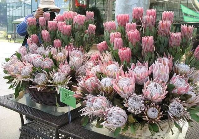 1675481199631090.jpg 帝王花.jpg