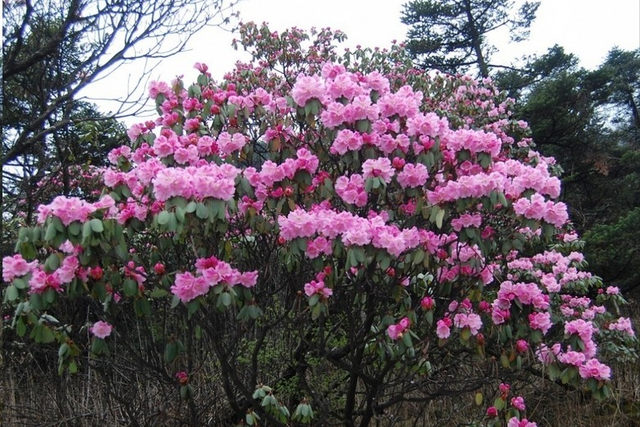 1675481231191497.png 高山杜鹃花.png