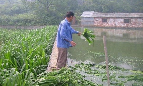 养鱼牧草喂鱼青草