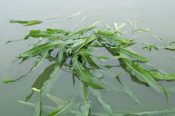 养鱼牧草喂鱼青草