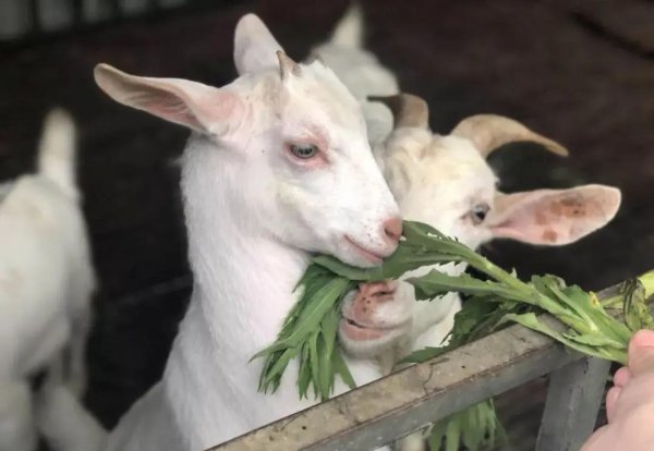 养羊喂羊牧草 养羊喂羊牧草