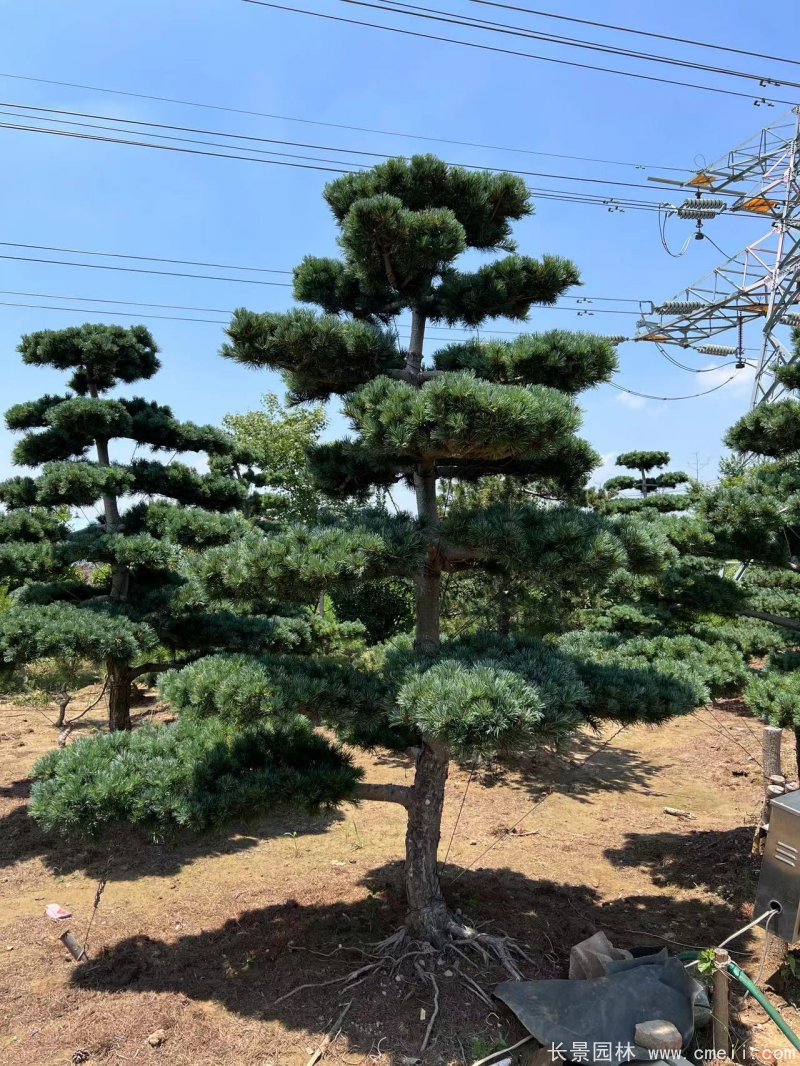 造型五针松