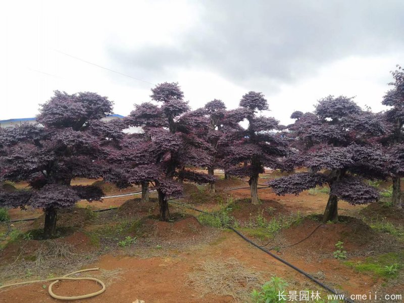 造型红花继木