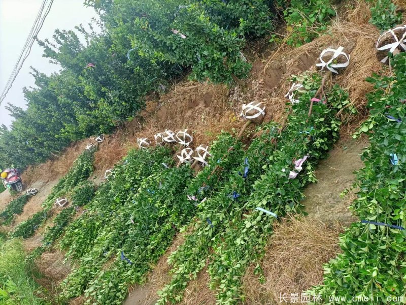 大叶黄杨柱