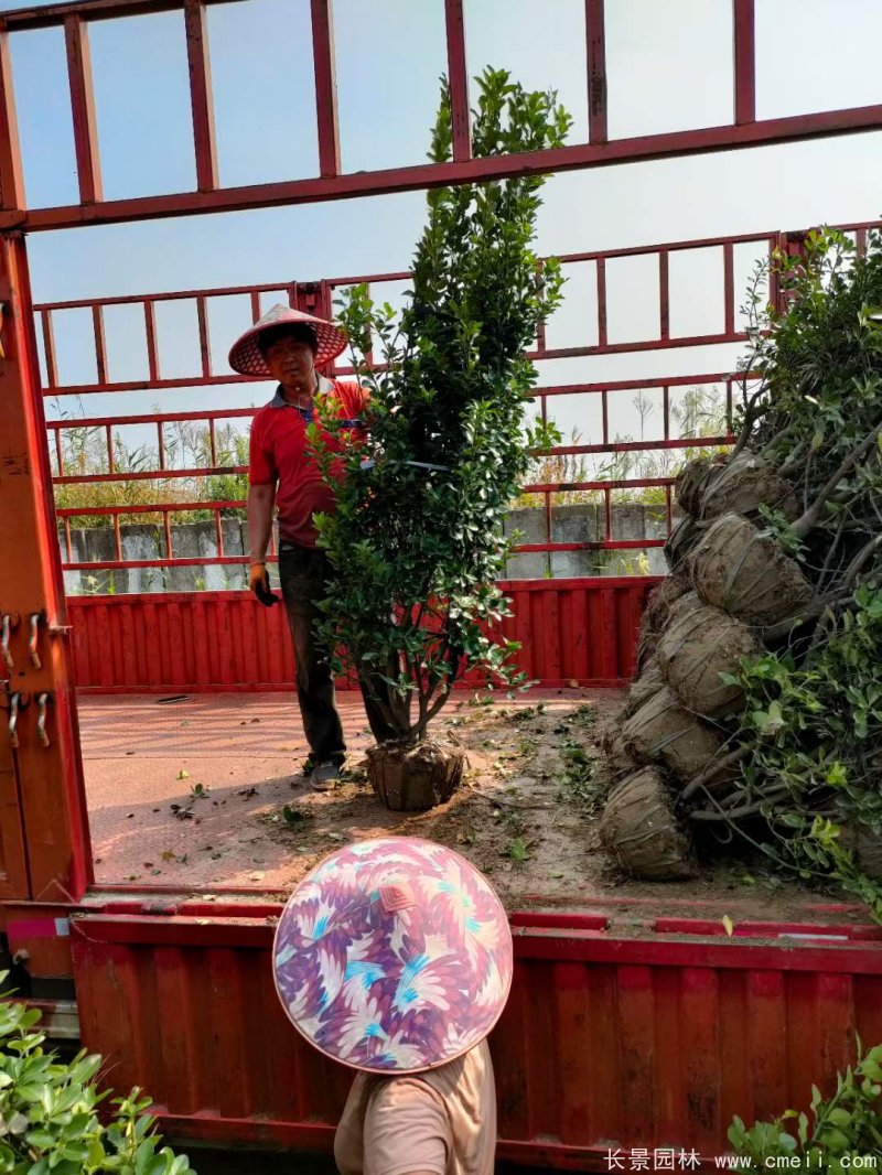 大叶黄杨柱 大叶黄杨柱