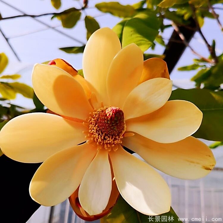 日本厚朴花朵图片