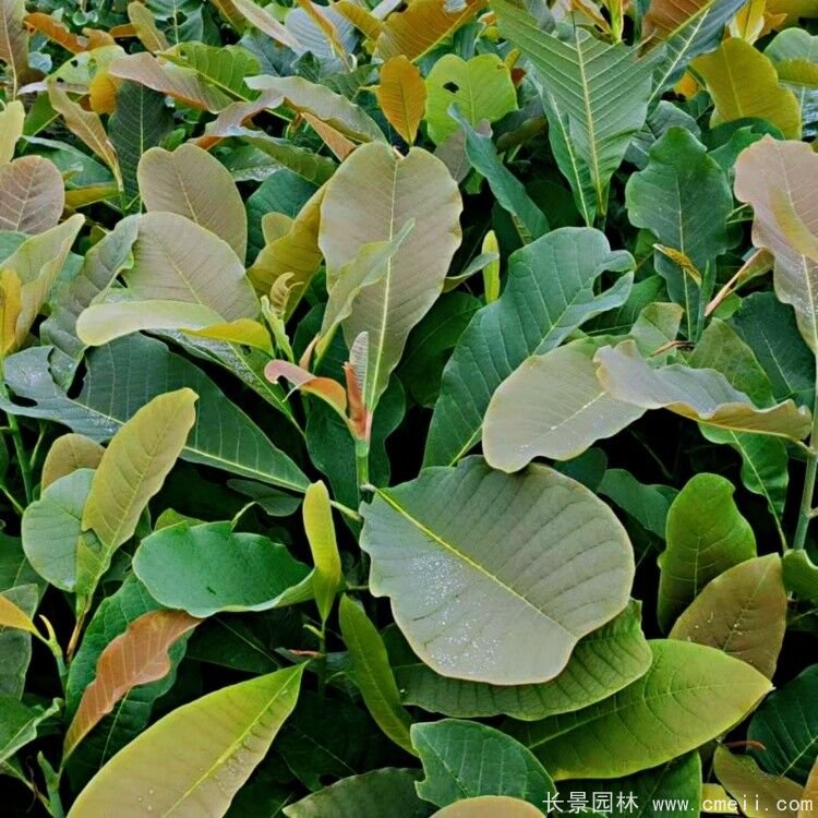 日本厚朴树叶图片