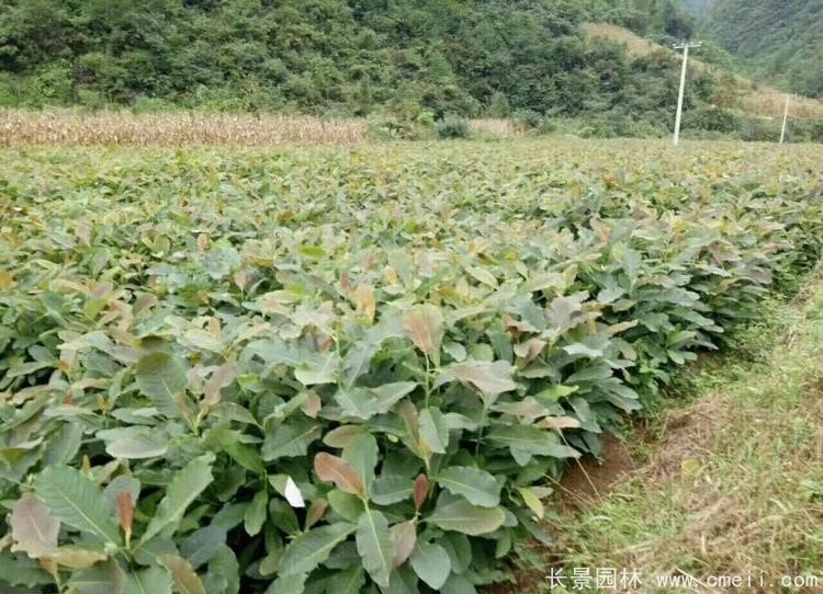 日本厚朴树苗图片