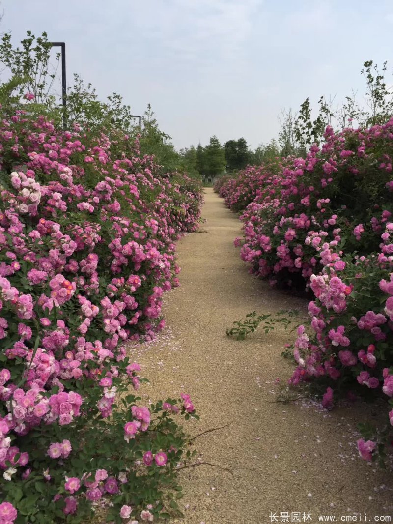 红花蔷薇苗图片