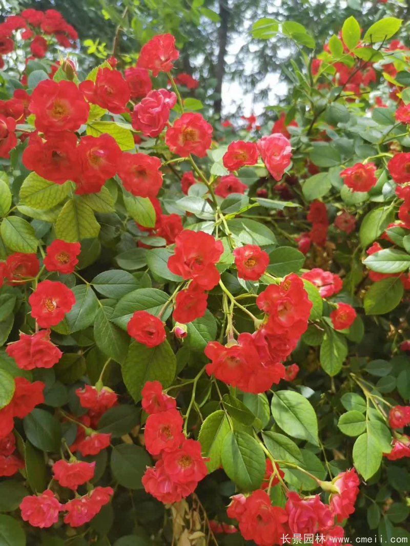 红花蔷薇开花效果图花墙