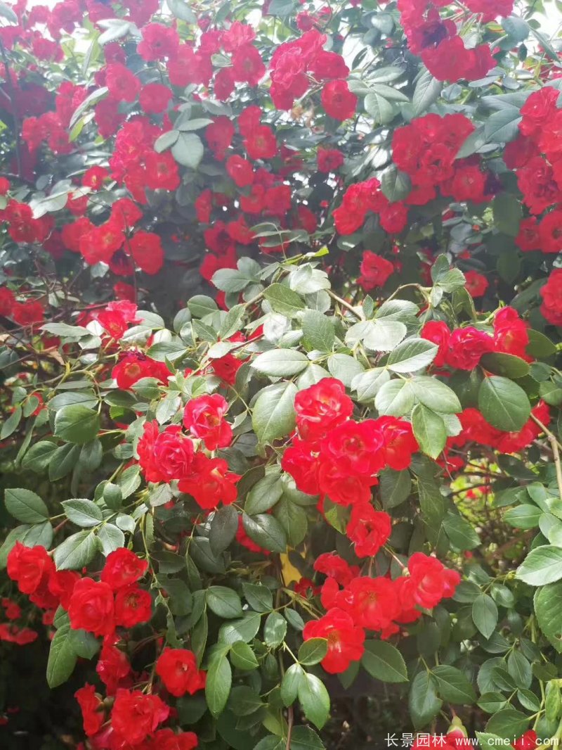 红花蔷薇开花效果图花墙