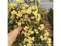 黄花木香苗