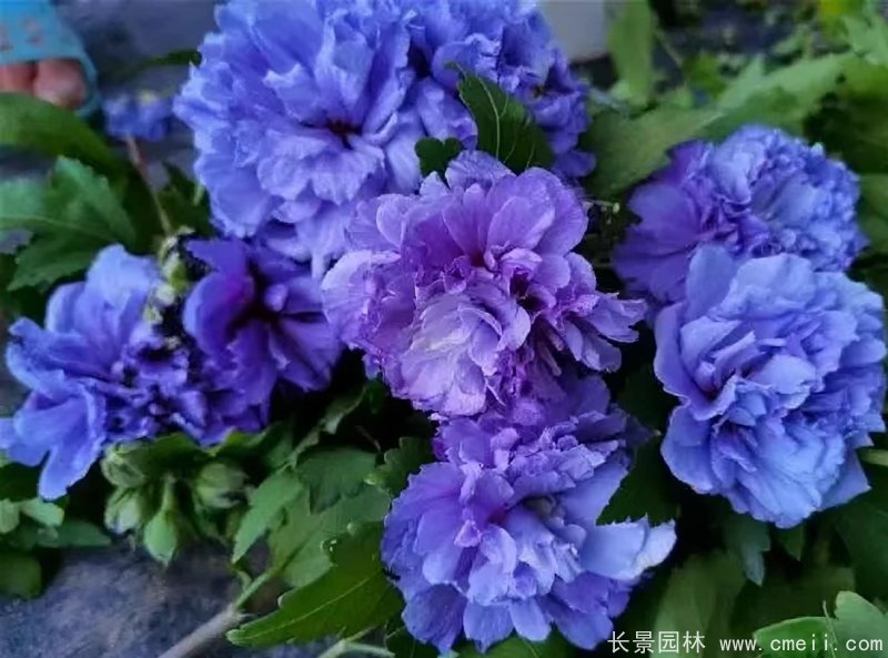 蓝莓冰沙木槿