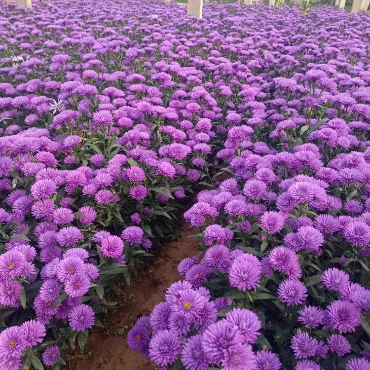 丹麦翠菊荷兰菊重瓣紫苑