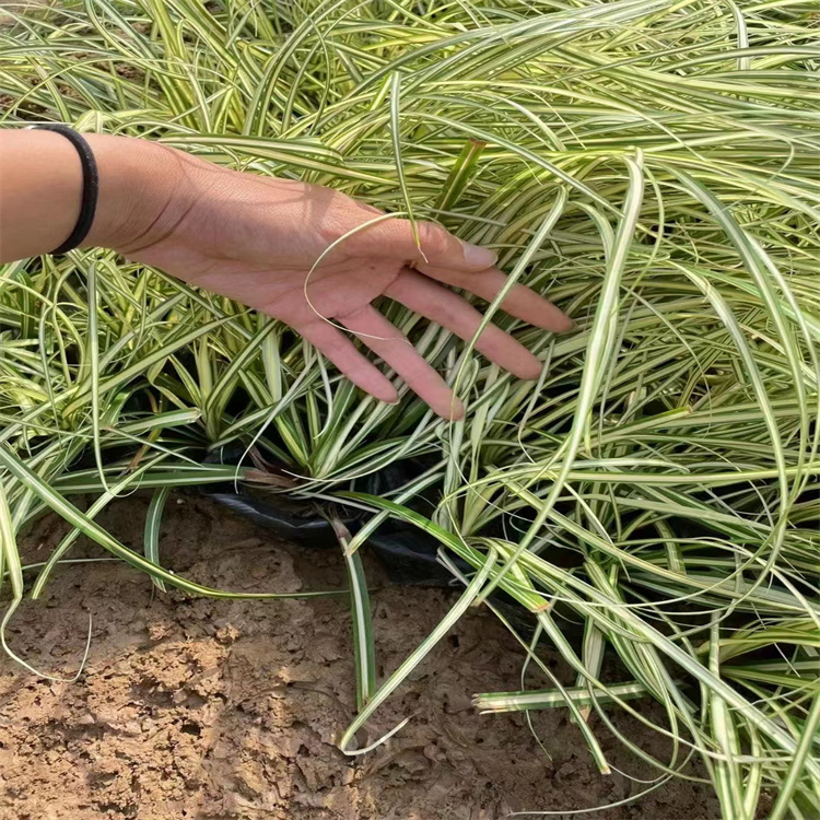 金叶苔草 来自长景园林