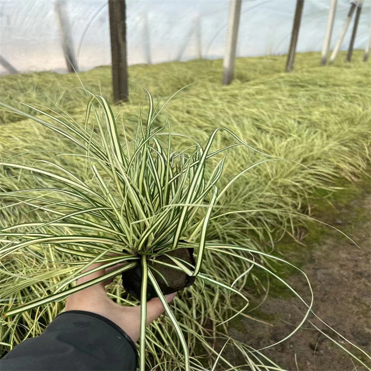 金叶苔草 来自长景园林