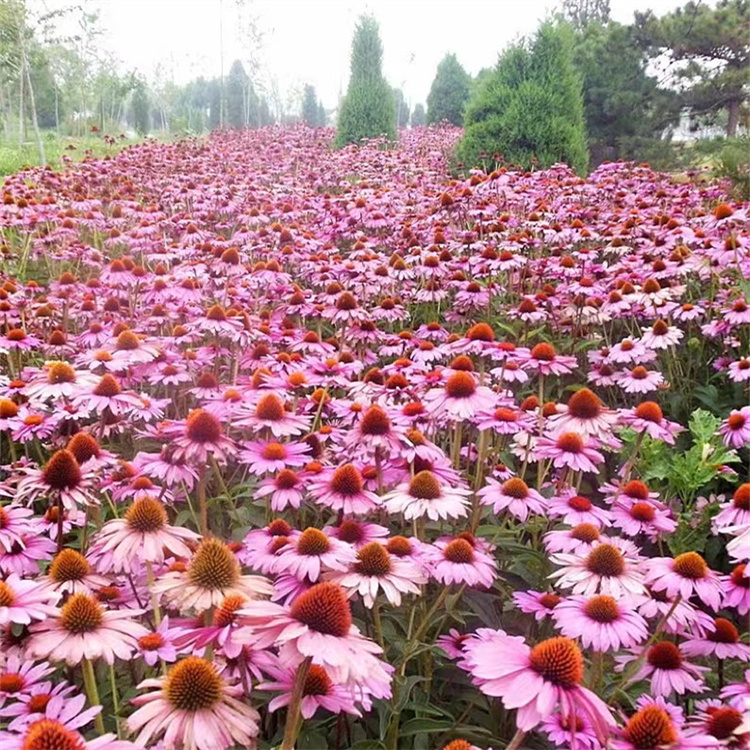 紫锥菊 来自长景园林