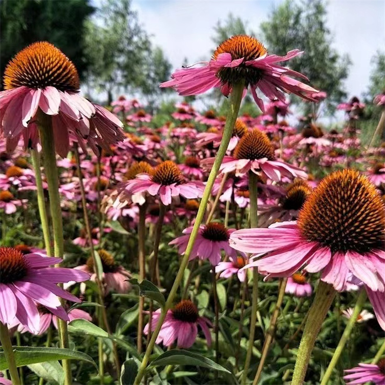 紫锥菊 来自长景园林