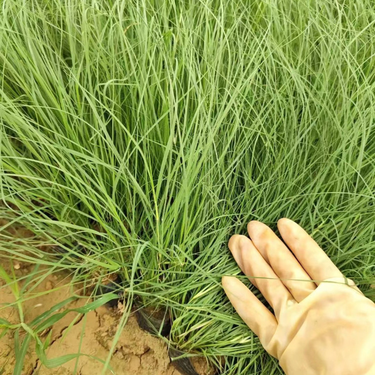 野牛草营养钵苗容器苗