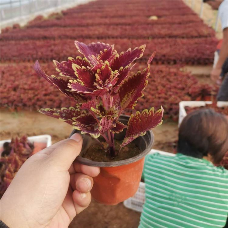 五色草盆栽苗彩叶草种苗