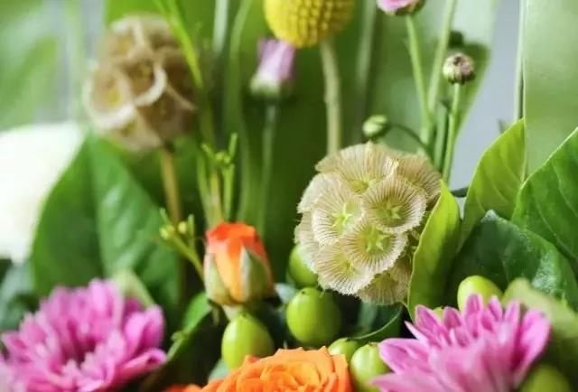 轮峰菊的形态特征、生长习性及种植方法