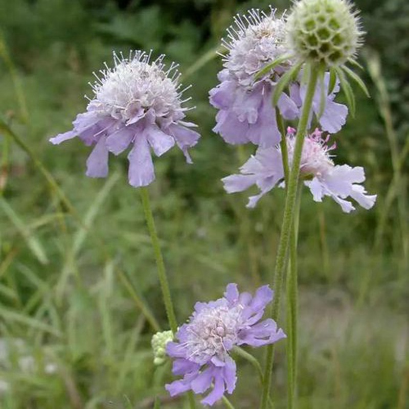 轮峰菊的形态特征、生长习性及种植方法