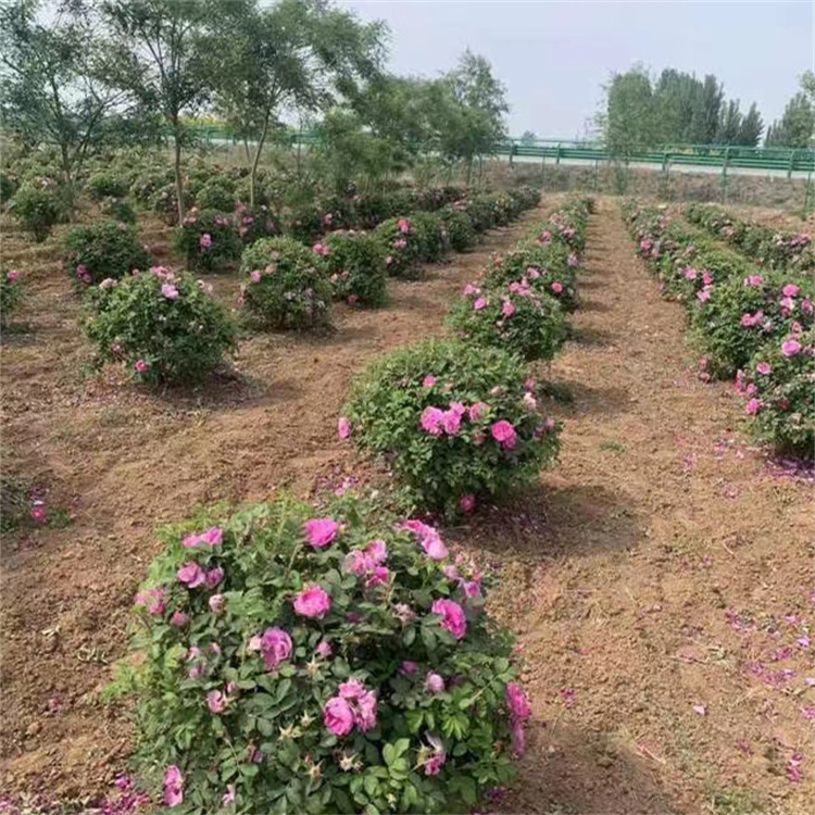 食用玫瑰种植基地